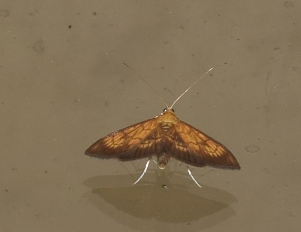 Ecpyrrhorrhoe rubiginalis (Crambidae)? S